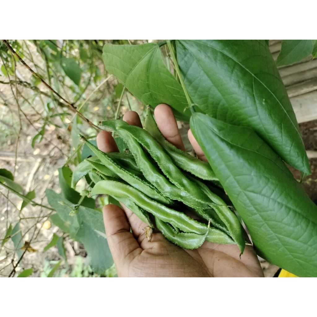 

Koro uceng sayur segar 500gram