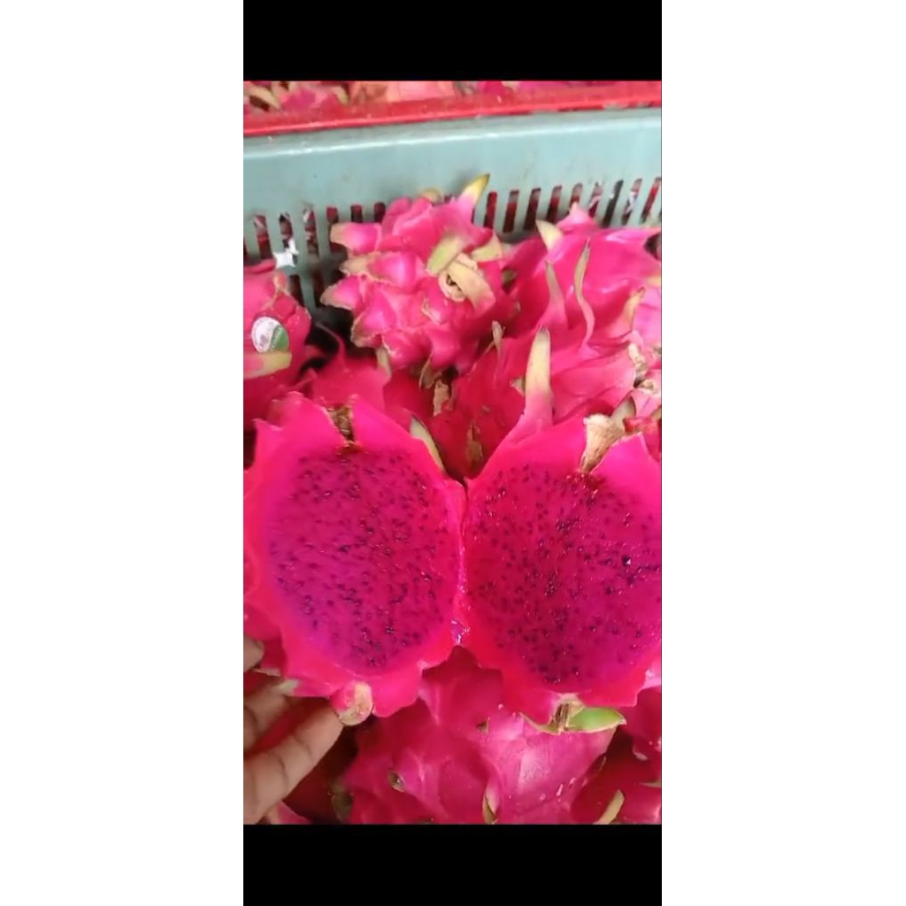 

naga merah organik.manis alami.