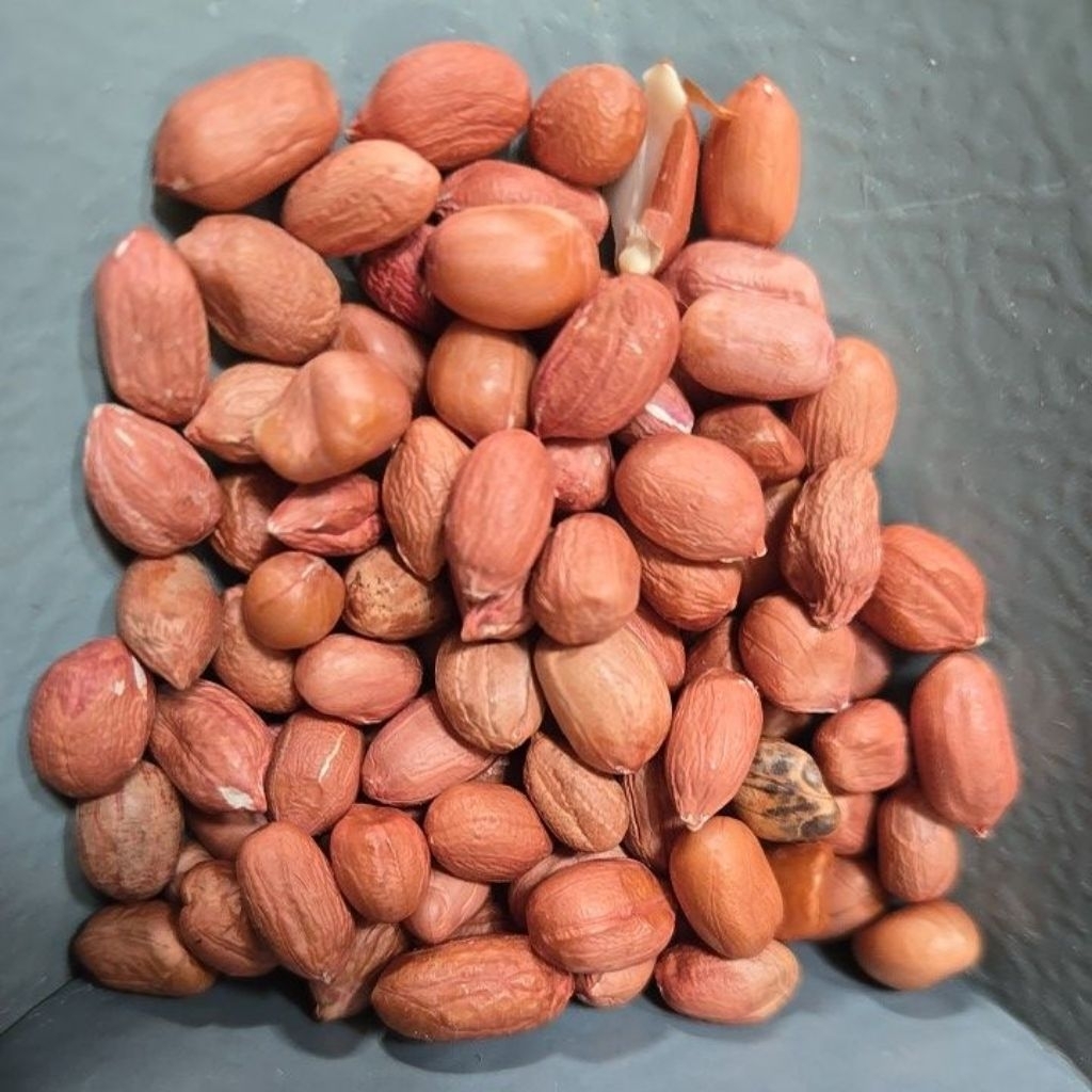 

kacang india TJ merah bal an 50kg [instant only]