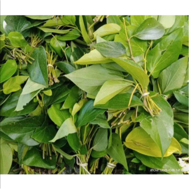 

1 Kg Daun Sirih Segar/ 500 Gram Daun Seureuh Segar Alami