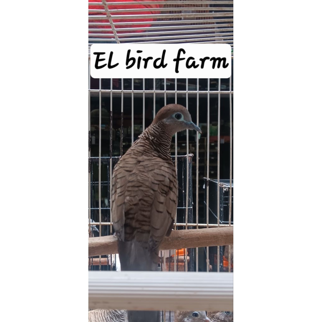 PERKUTUT CEMANI KHUSUS KUNG MANIA(BURUNG SUDAH BUNYI)