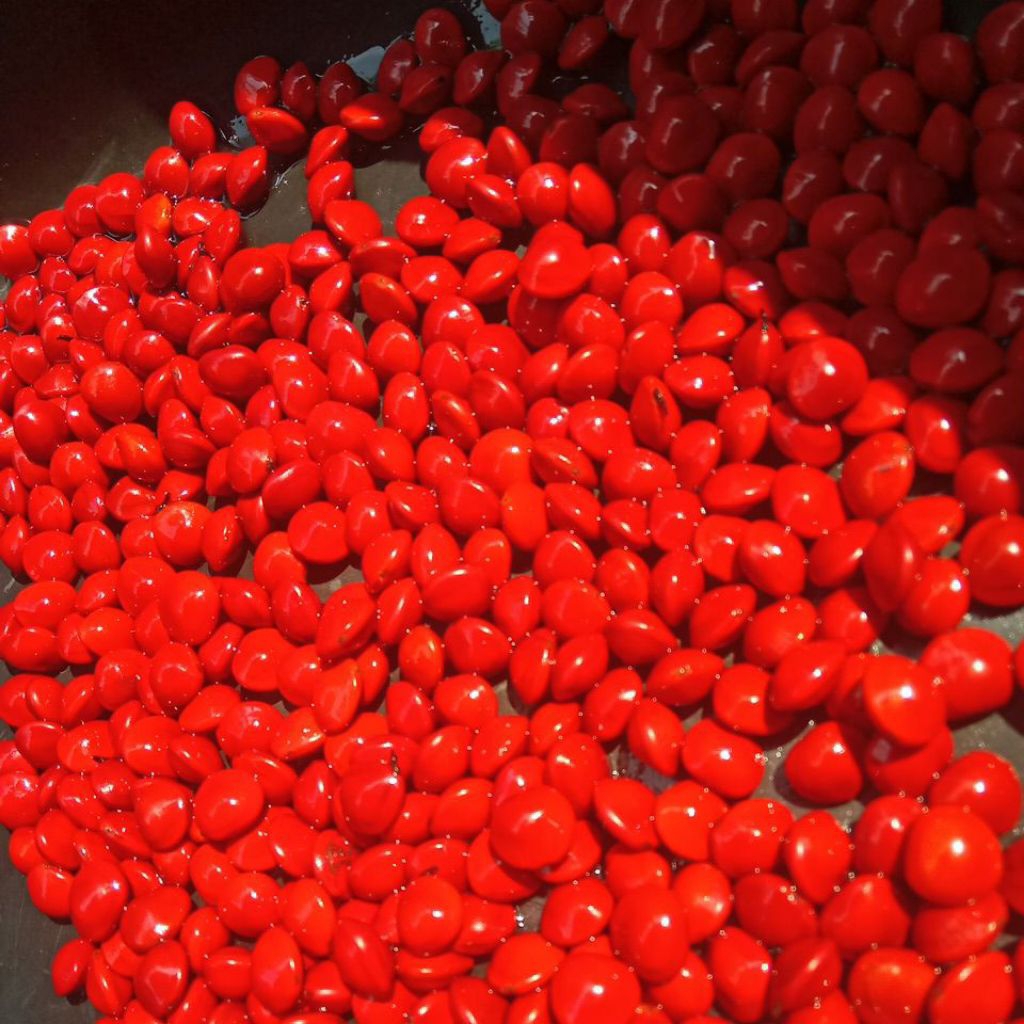 

Biji bijian saga merah (1 pack) isi 100