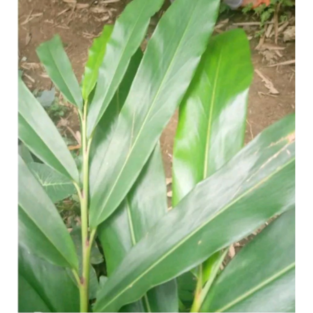 

daun walang segar 100gr