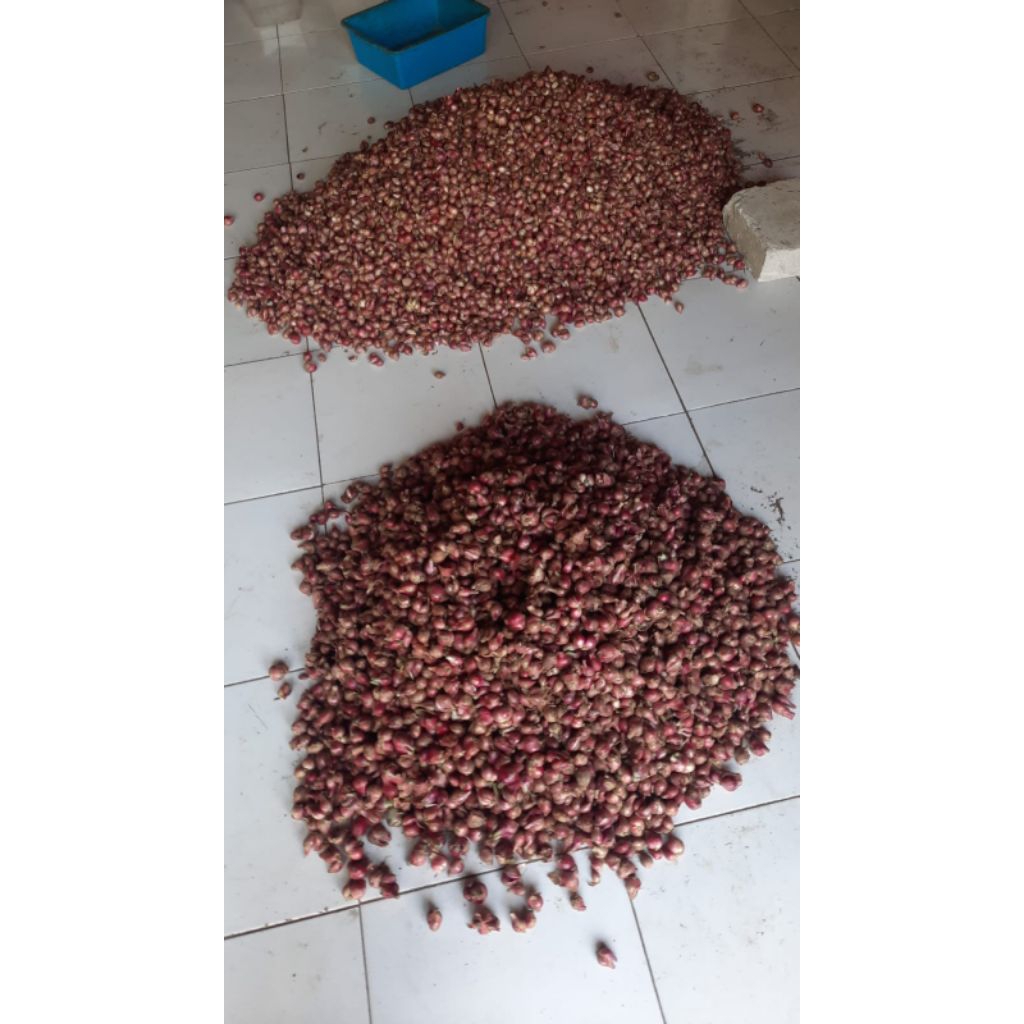 

Bawang Lokal tanggung besar 500gram