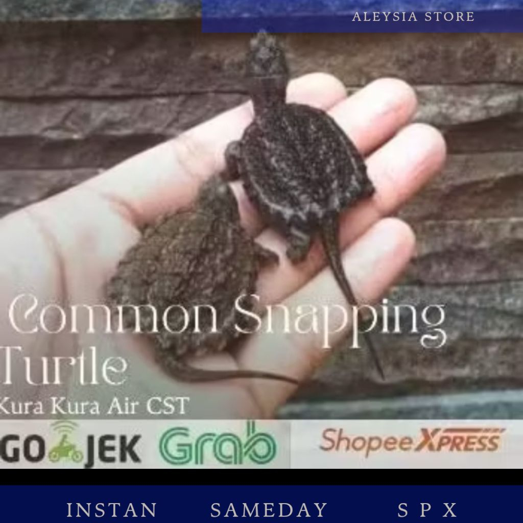 Common Snapping Turtle CST Size 5-7Cm Hiasan Aquarium Dan Kolam
