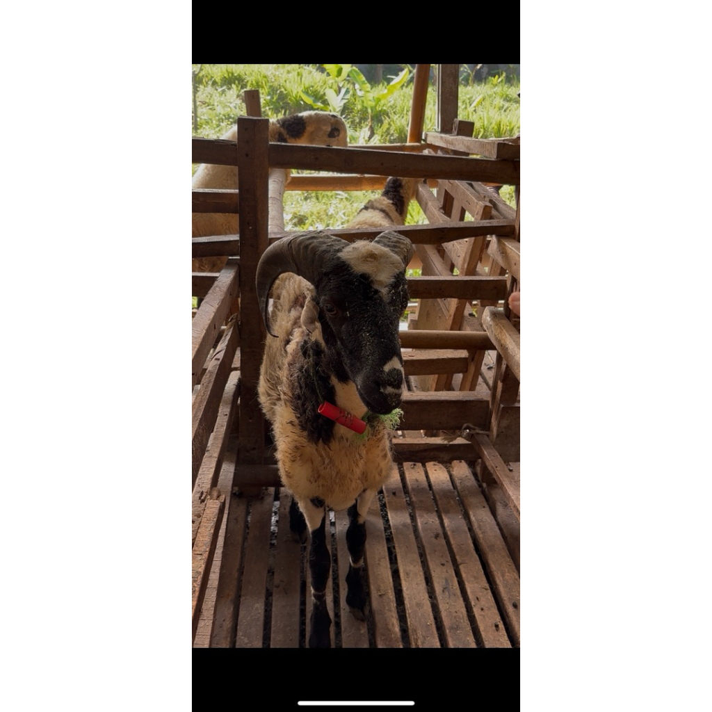 

Hewan Qurban Domba Garut Jantan Usia 11 Bulan 40 an kilogram Berkualitas