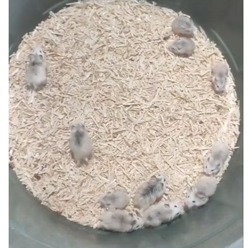 Hamster Roborovski hamster robo