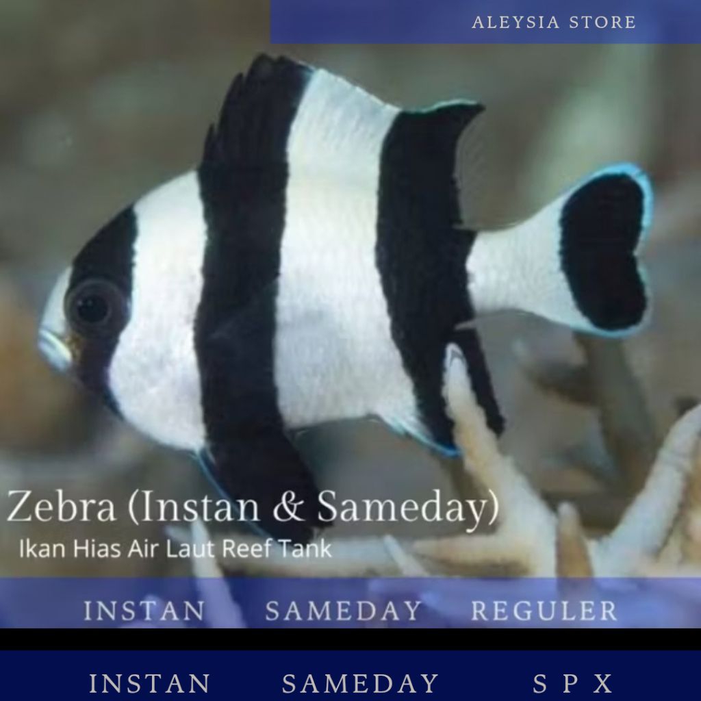 Betok Zebra Hiasan Aquarium Air Laut