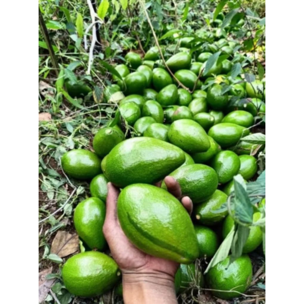 

Buah alpukat mentega mentah 1kg