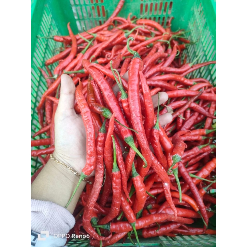 Cabe besar // cabe merah // cabe merah besar