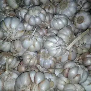 

Bawang Putih Biasa 200gr
