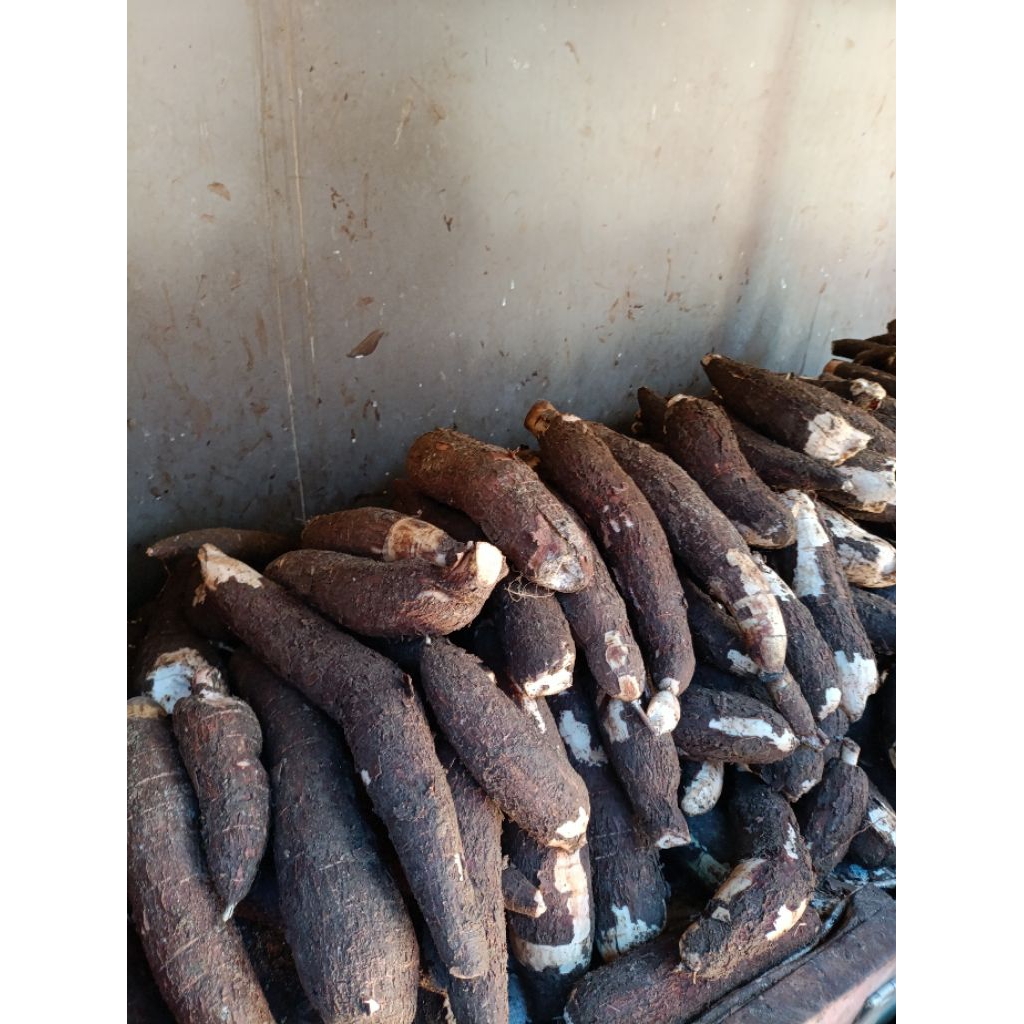 

SINGKONG FRESH 1 KG ENAK, GURIH DAN PULEN.hasil kebun sendiri