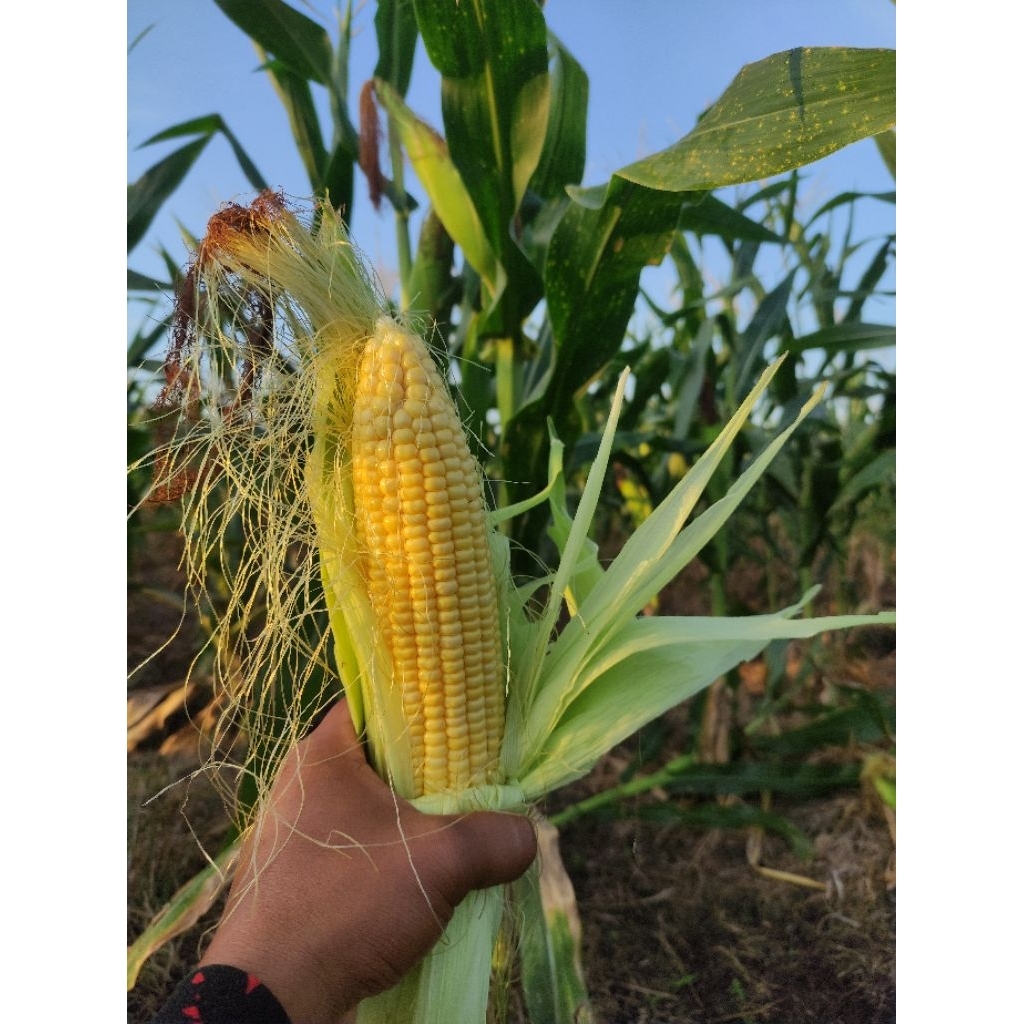 

jagung manis fresh langsung dari petani
