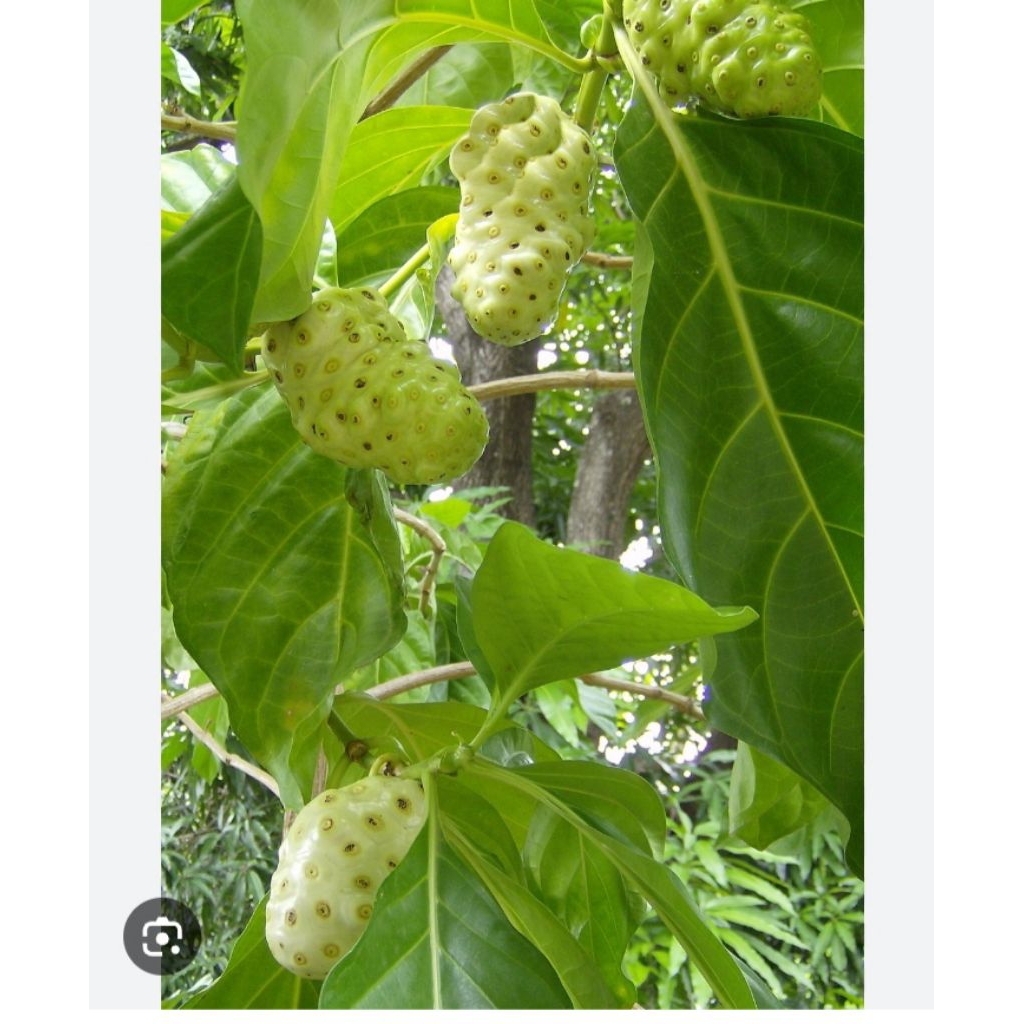 

buah mengkudu \cangkudu 1kg