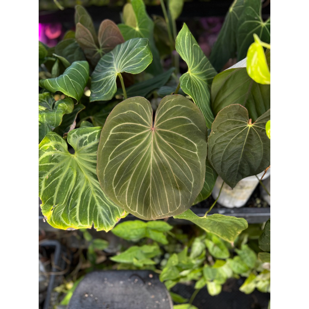 Anthurium King of Spades
