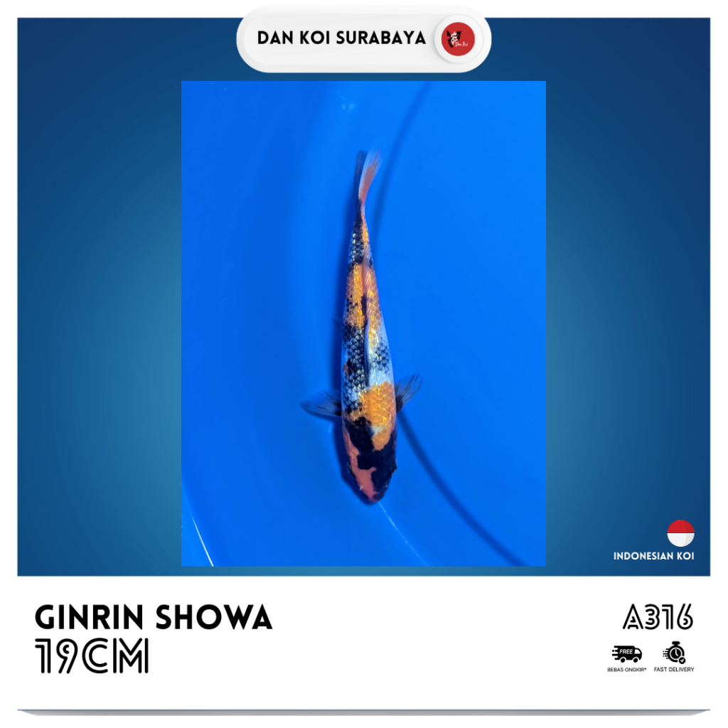 Ikan Koi Ginrin Showa Kode A316