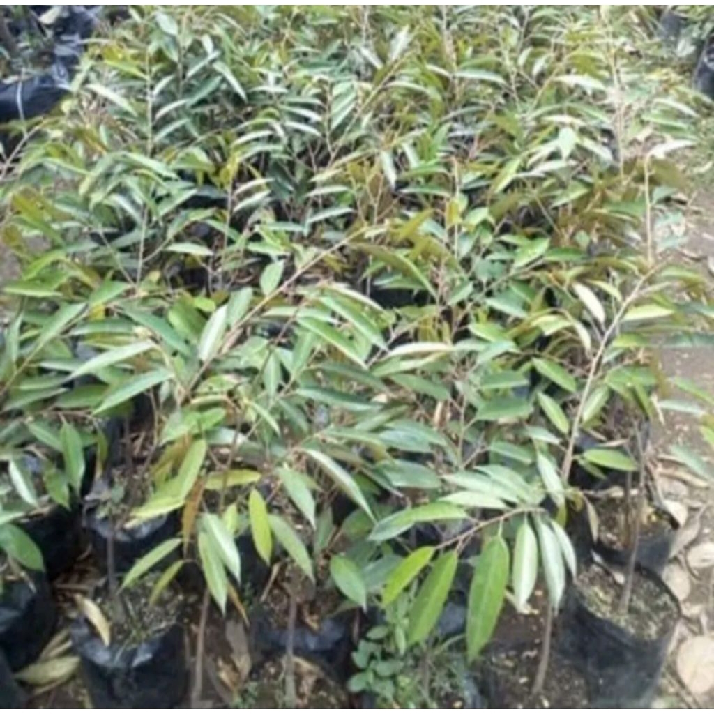 

BIBIT DURIAN MUSANGKING SUPER HASIL OKULASI 100RB DPT 3