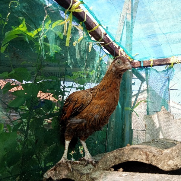 

AYAM KAMPUNG ASLI MARGAASIH MUDA HIDUP BERAT 0,8-1 KG