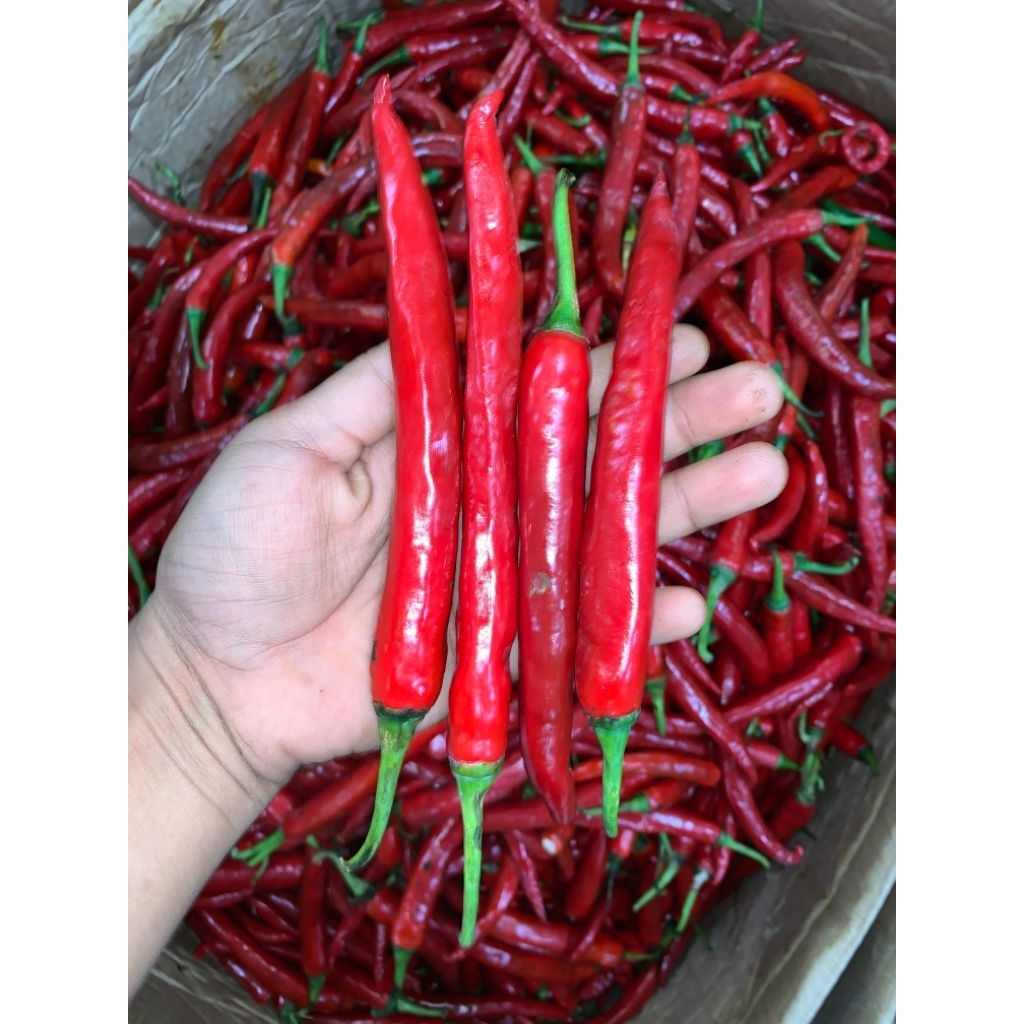 

cabe merah tw
