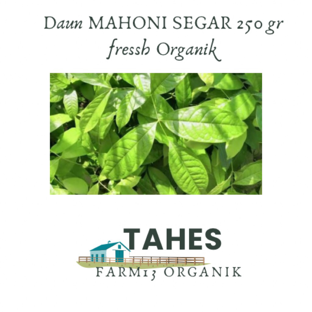 

Daun Mahoni Maoni Fresh Segar 250 gr Alam Organik Tanpa Pupuk kimia