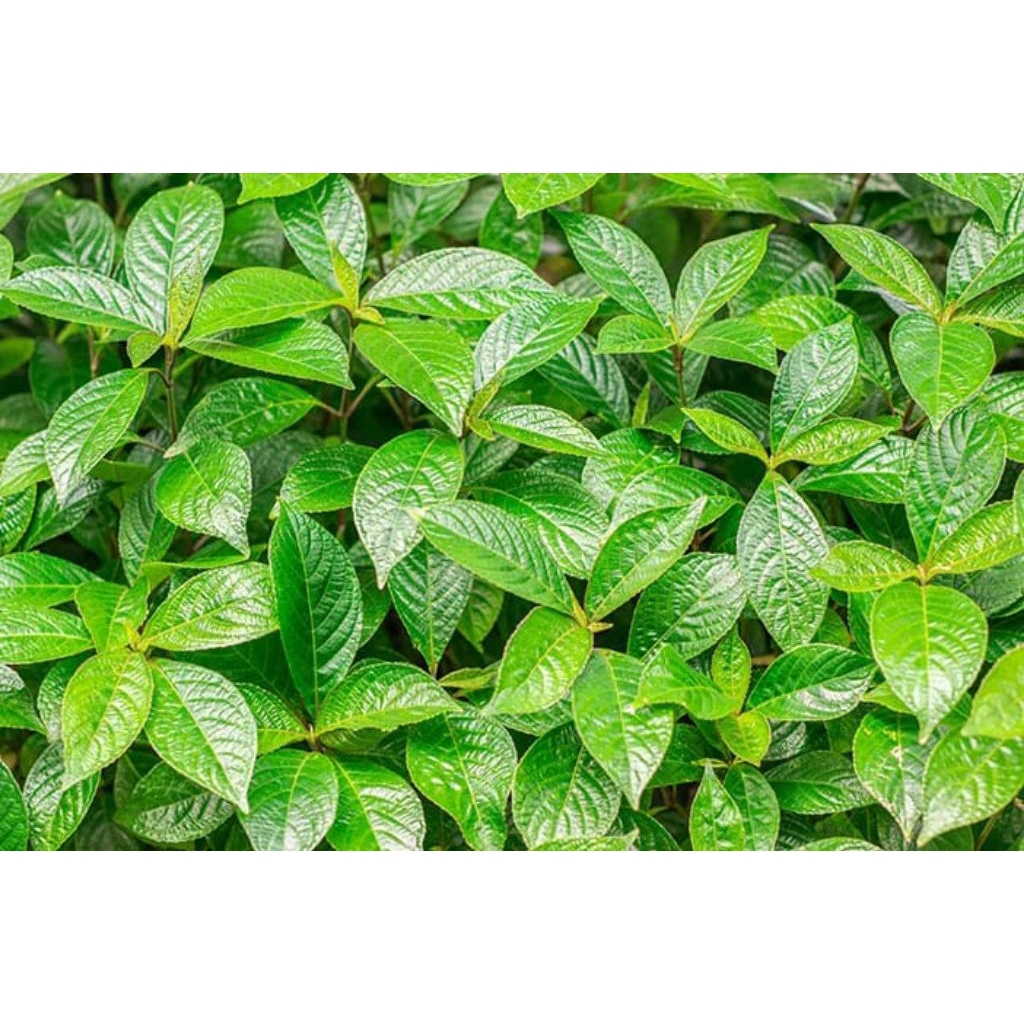 

Daun kijibeling ataw kibeling segar 500 grm