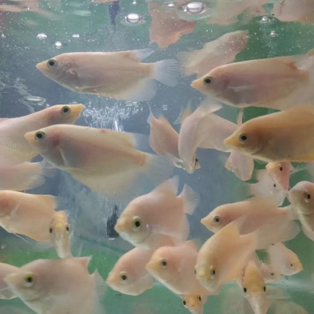 BIBIT GURAME PADANG INDUKAN SUPER