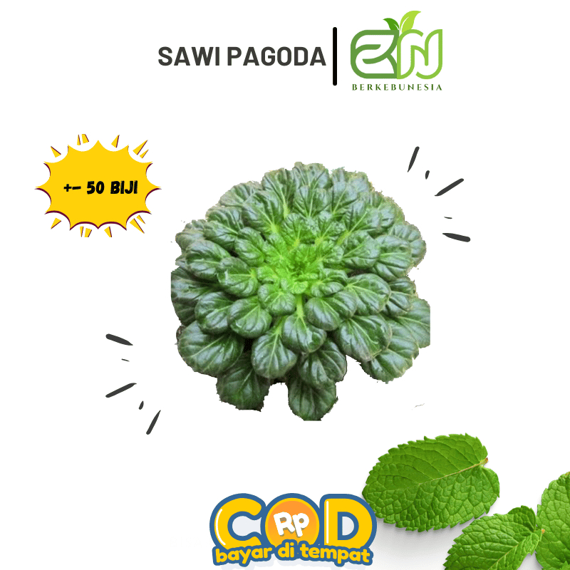 Benih Sayuran Sawi Pagoda Bibit Biji Sawi Pagoda