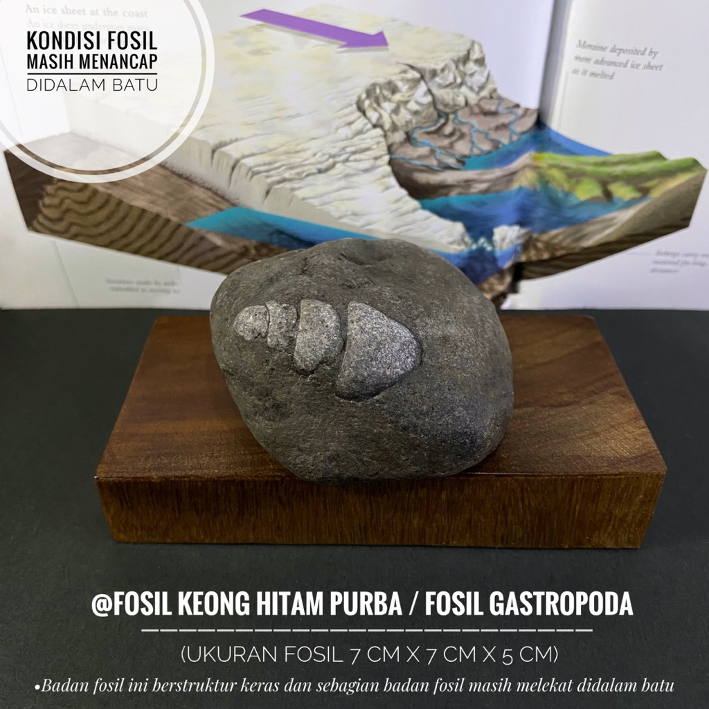 Fosil Keong Pruba Hitam B18 atau Fossil Gastropoda atau Fosil Kerang atau Fossil Snail atau Fosil Ke