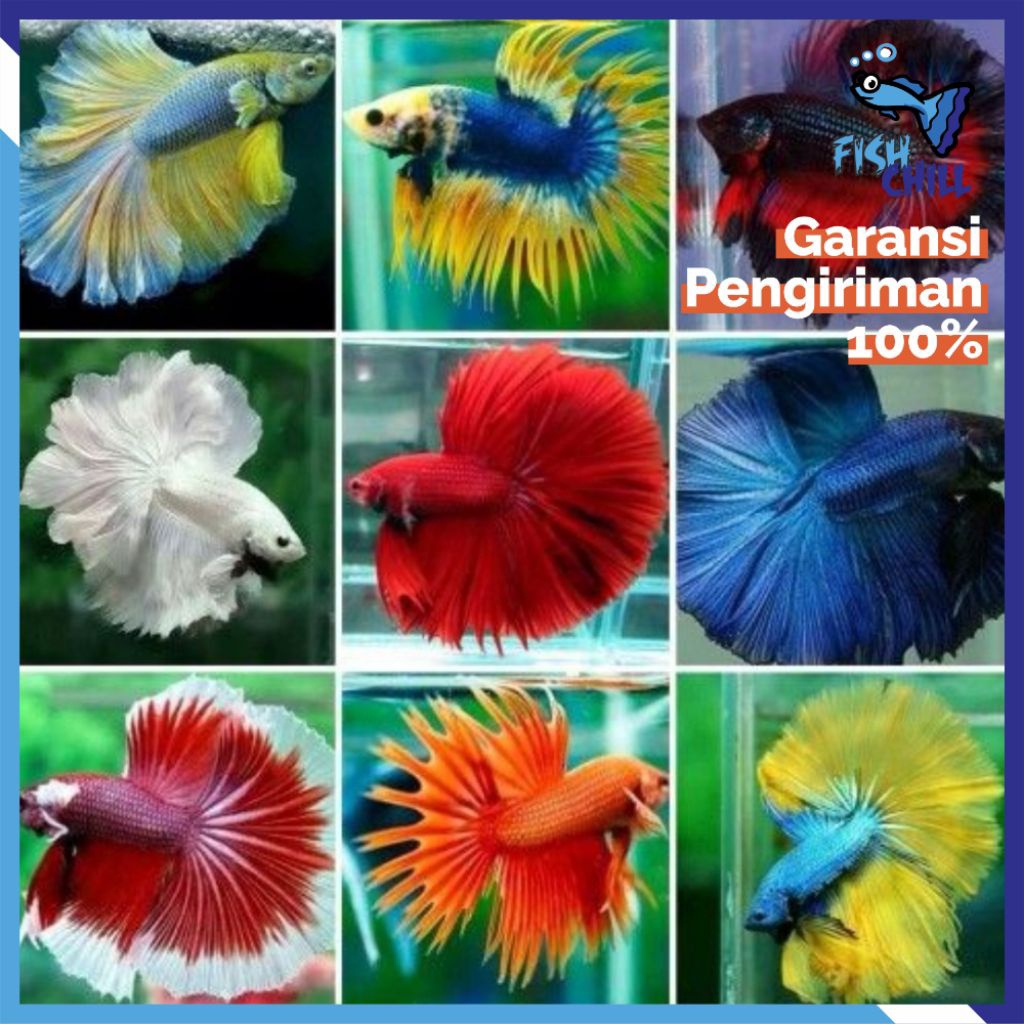 Hiasan Aquarium • CUPANG VARIASI LENGKAP WARNA WARNI HALFMOON • Panjang Jenis Merah Biru Hitam Kunin