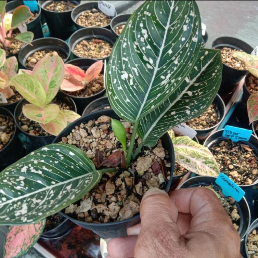 aglonema siti nurbaya tanaman hias