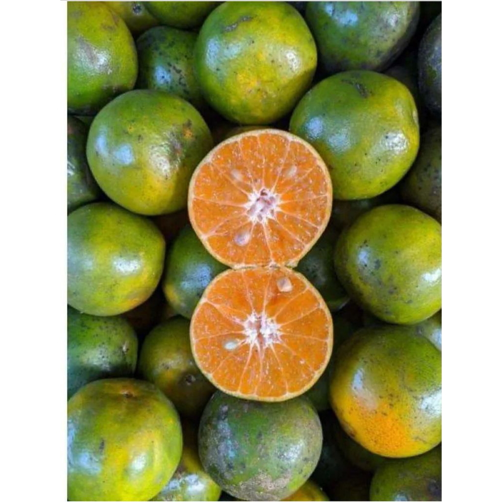 

Jeruk Manis Siem "JEMBER " kemasan 1000gr/ 1 KG