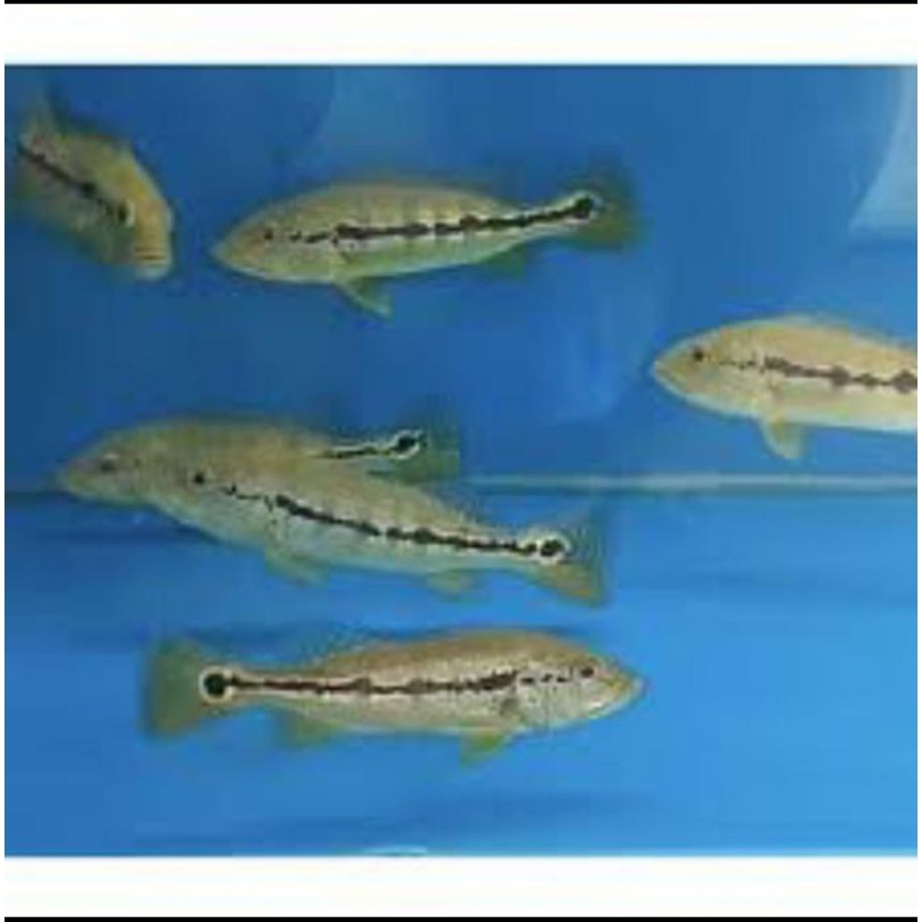 PBASS INTERMEDIA UKURAN 10-12 CM