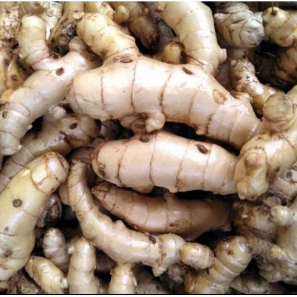 

Kunyit Putih 1Kg | Kunyit Putih Segar Organik | Temu Putih Segar | Obat Herbal | Obat Kanker