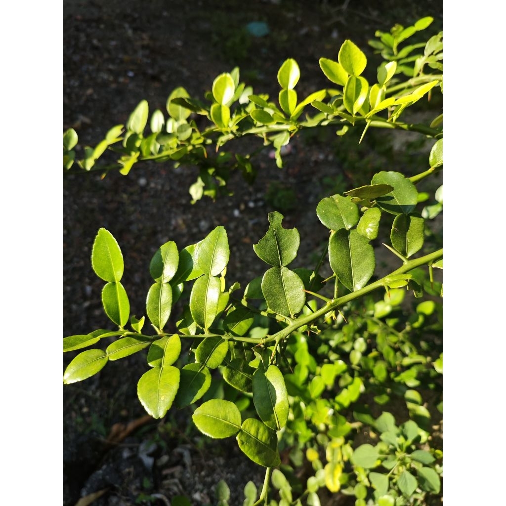 

Daun jeruk Perut Segar Fresh langsung petik