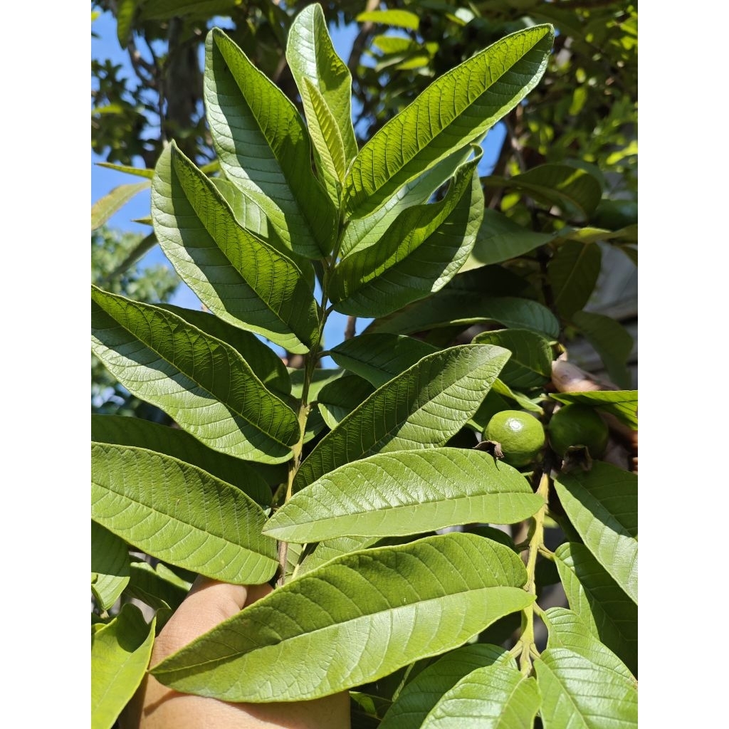 

Daun Jambu biji fresh 35 Lembar / daun jambu langsung petik dari pohon