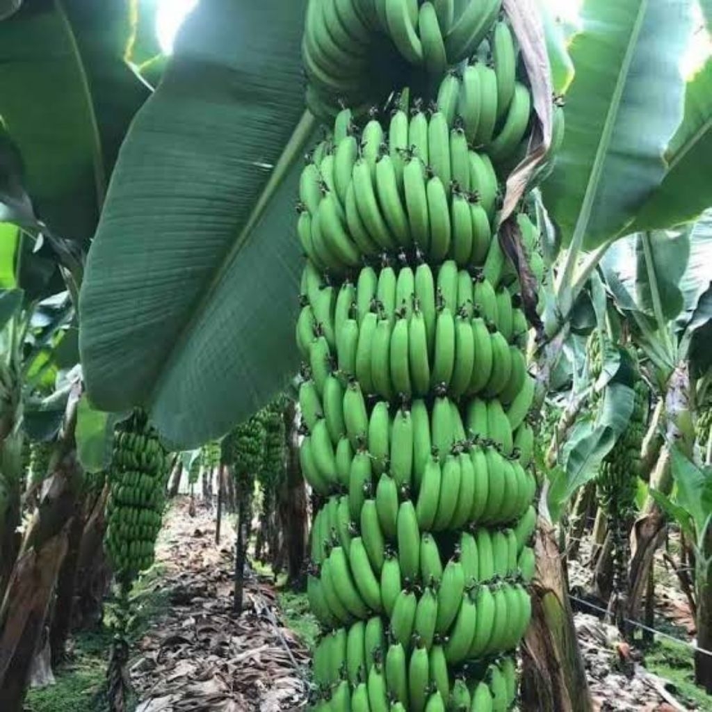 

pisang Ambon 1 tandan asli wonosobo