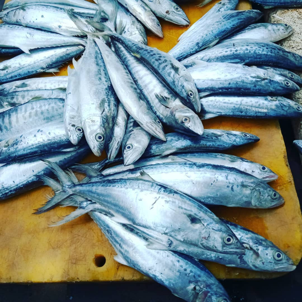 

Ikan Tenggiri Segar Ikan Tenggiri Betina 1Kg