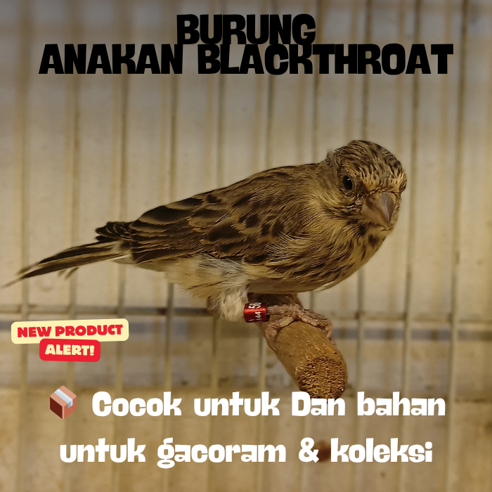Burung Blackthroat Jantan Muda 4 Bulanan  – Udah gacor