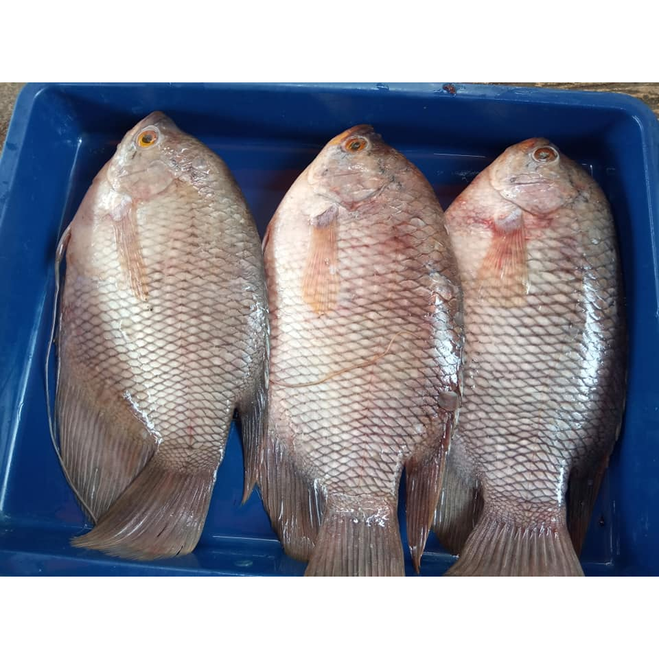 

Ikan Gurame Segar Ikan Gurame 1Kg