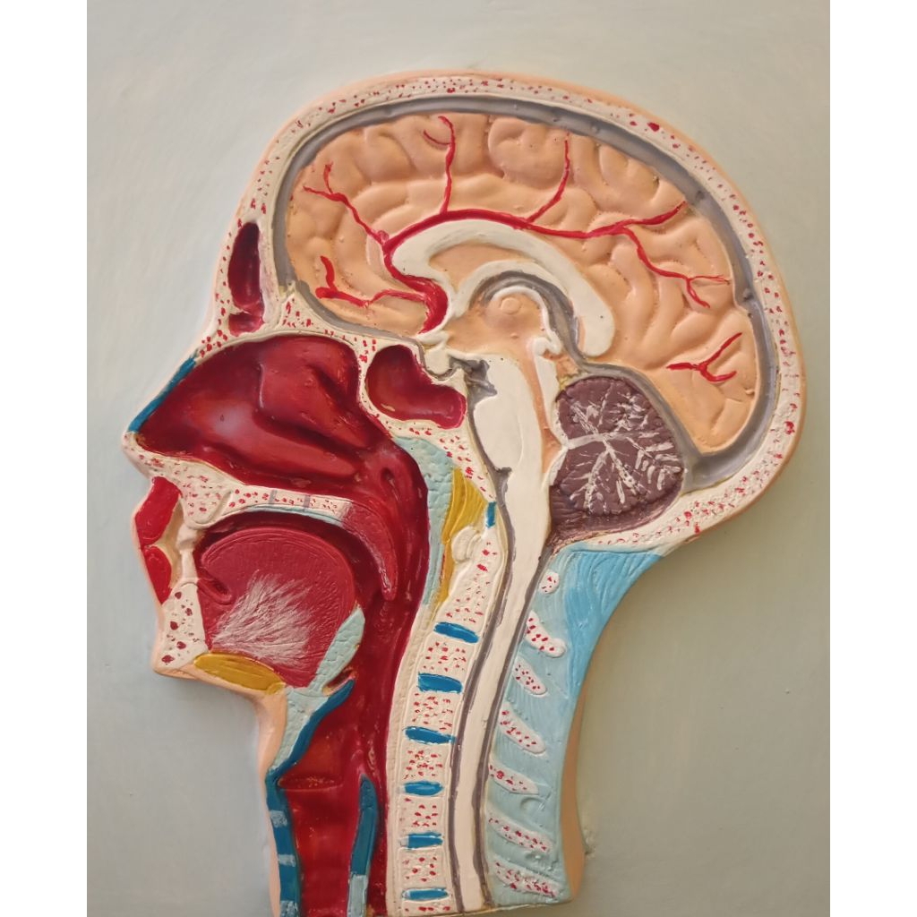 

KERONGGA/HIDUNG/KEPALA/0TAK/PANTUM/ALAT/PERAGA/PENDIDIKAN