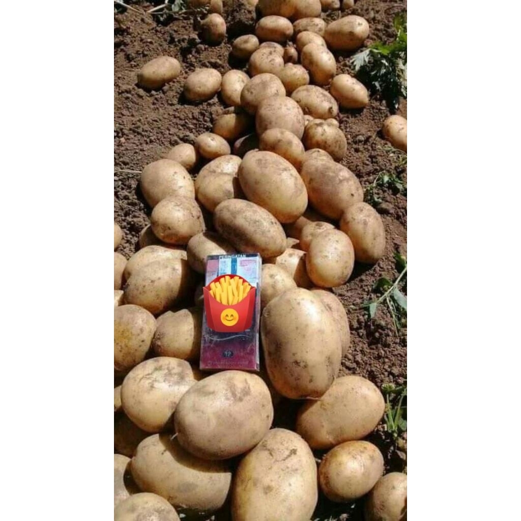 

Kentang Granola Dieng Super size AB