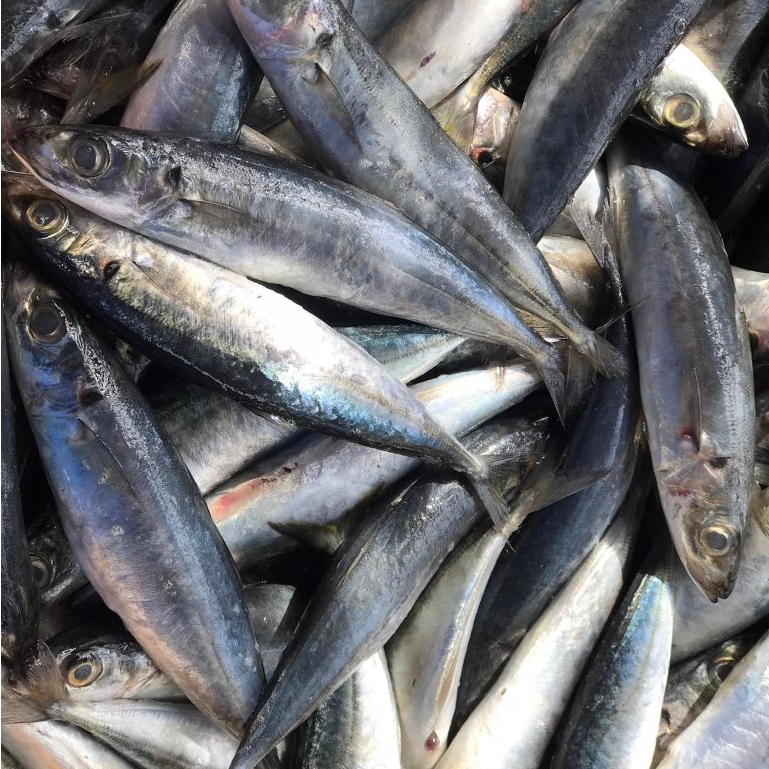 

Ikan Layang Segar Kecil Ikan Layang Baby 1Kg Ikan Cue Mentah