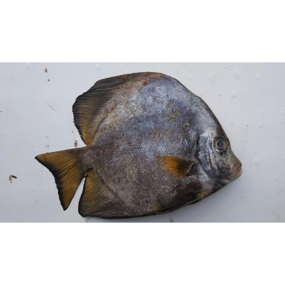 

Ikan Tapi Tapi Ikan Laut Segar 1Kg