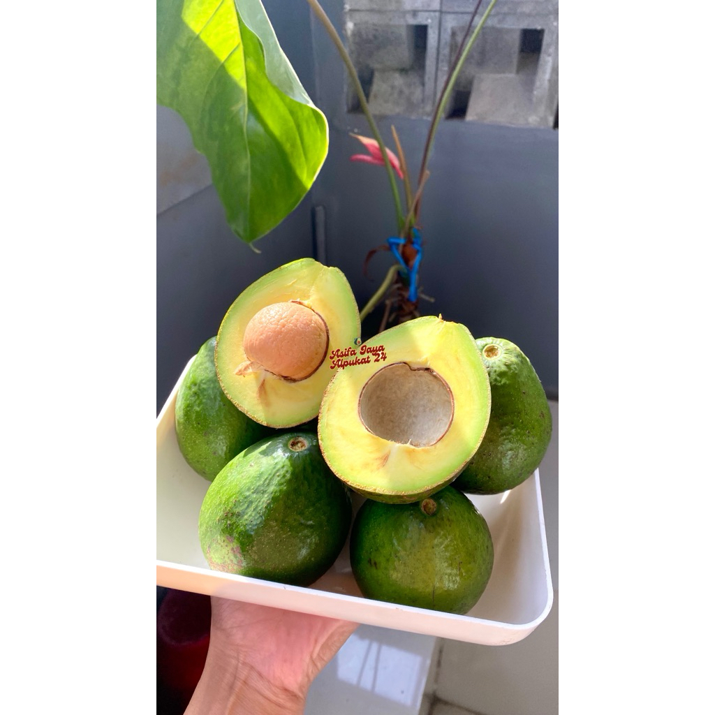 

Asifajaya | Alpukat Mentega Lokal Medium 1kg 5-6 Mentah