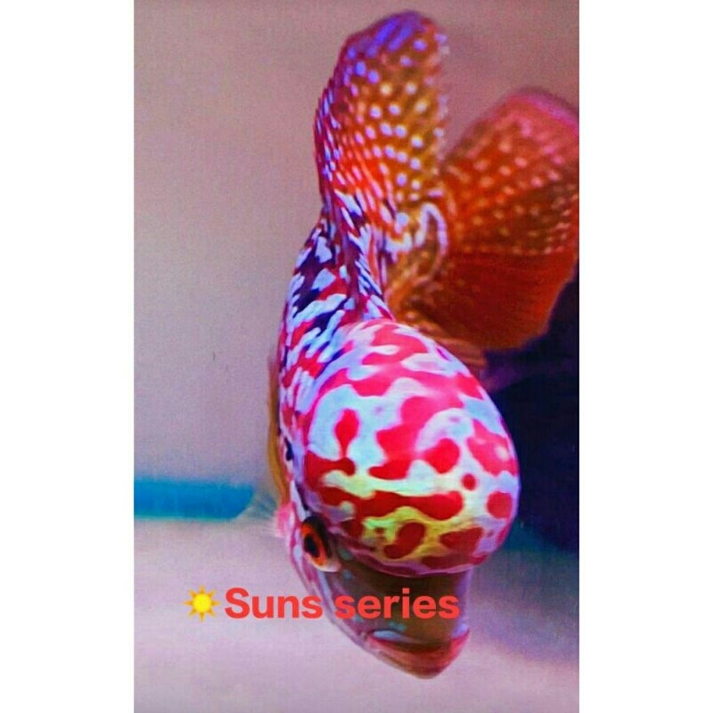 Promo Hiasan VIP Burayak Kamfa Kamfa V8 Ori Thai