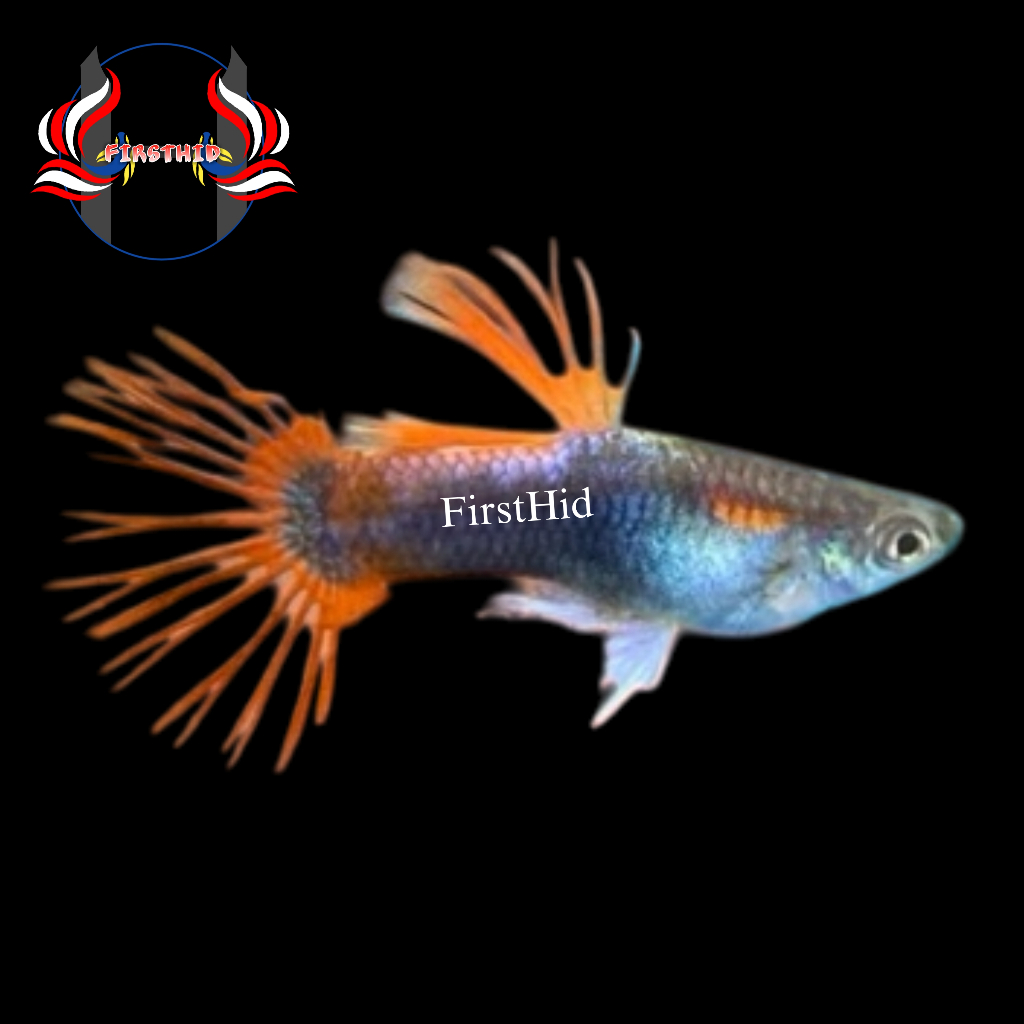 (BEST SELLER) Aksesoris Akuarium GUPPY HB Red CT Half Black Crowntail penghias kolam