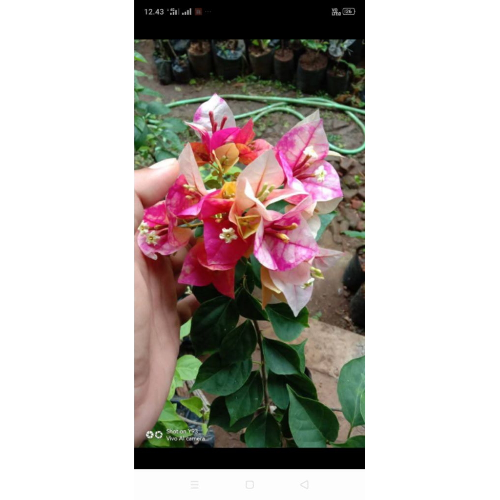 Bibit Bunga Bougenville Golden Rao Ori