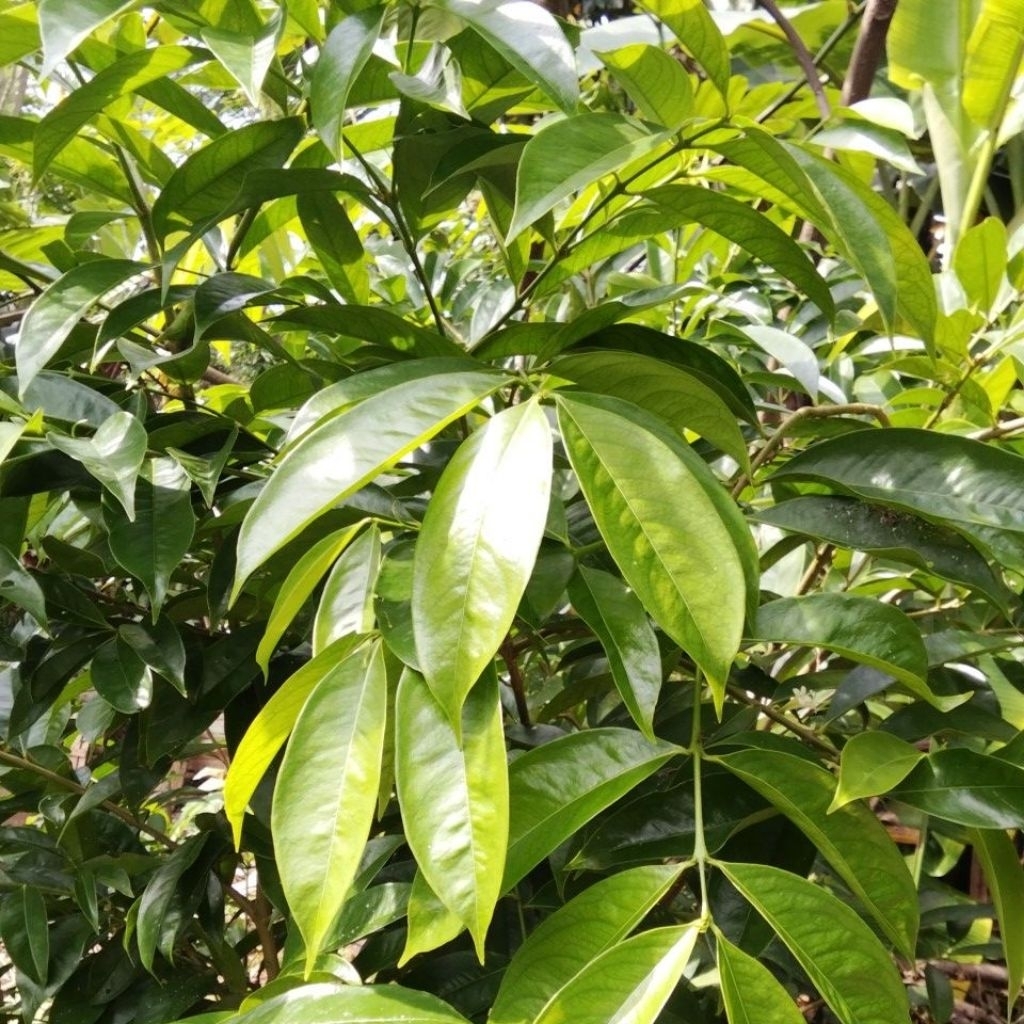 

daun mahkota dewa segar 200 gram