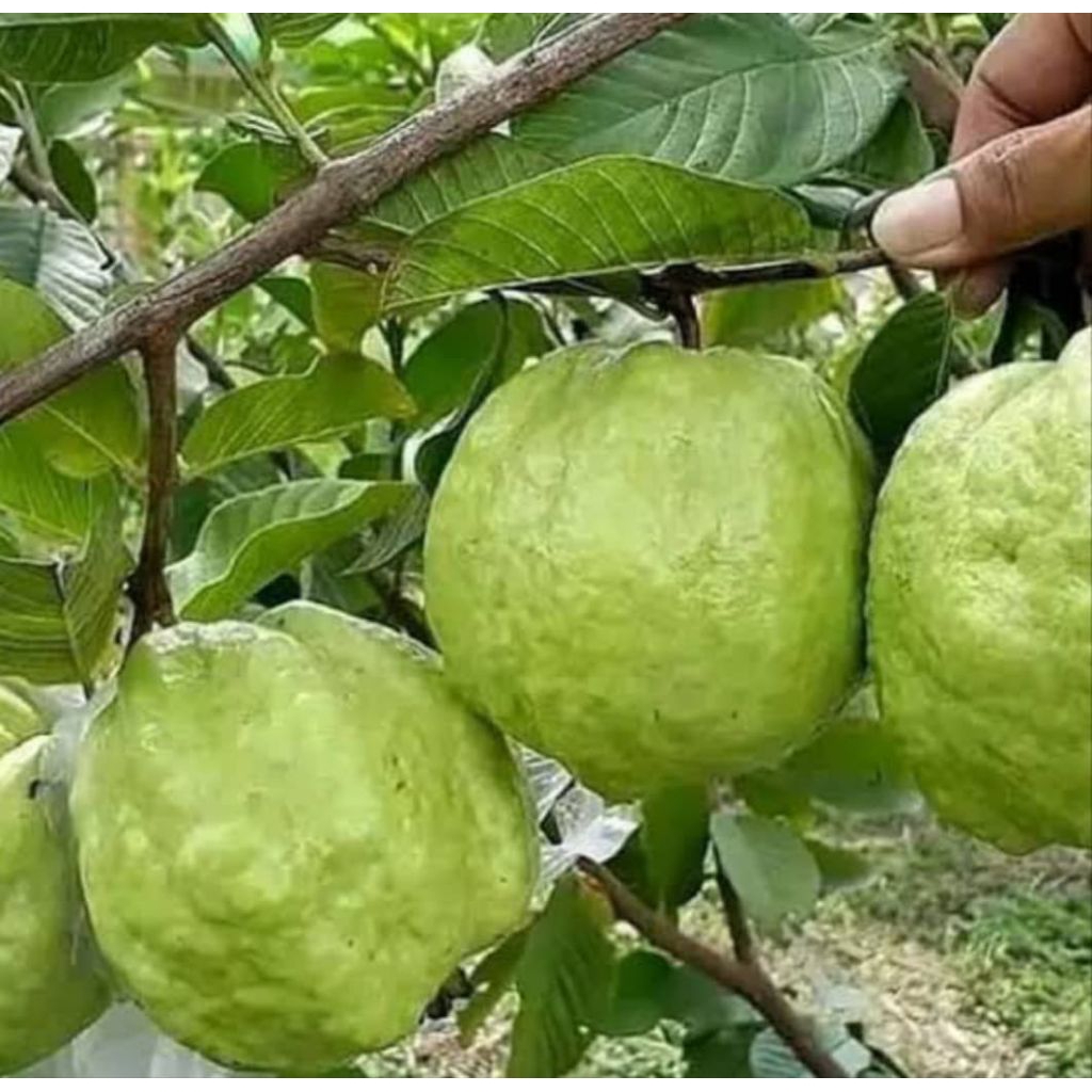 

JAMBU KRISTAL MIRIT KEBUMEN JAWA TENGAH