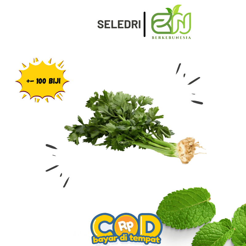 Benih Sayuran Daun Seledri Biji Bibit Sayuran Seledri